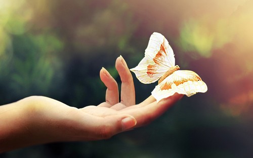 papillon