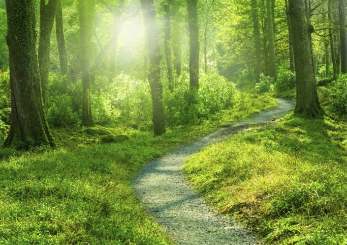 foret-et-chemin